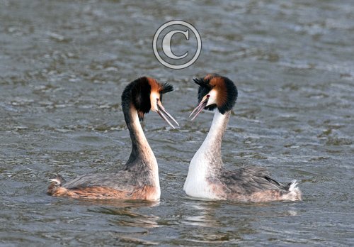   Great Crested Grebs  DM1707